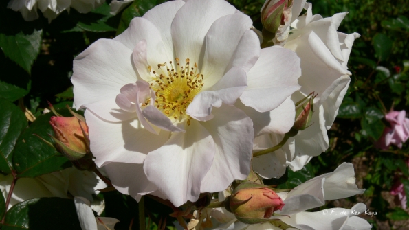 Bois des Moutiers (72) Juin 2012